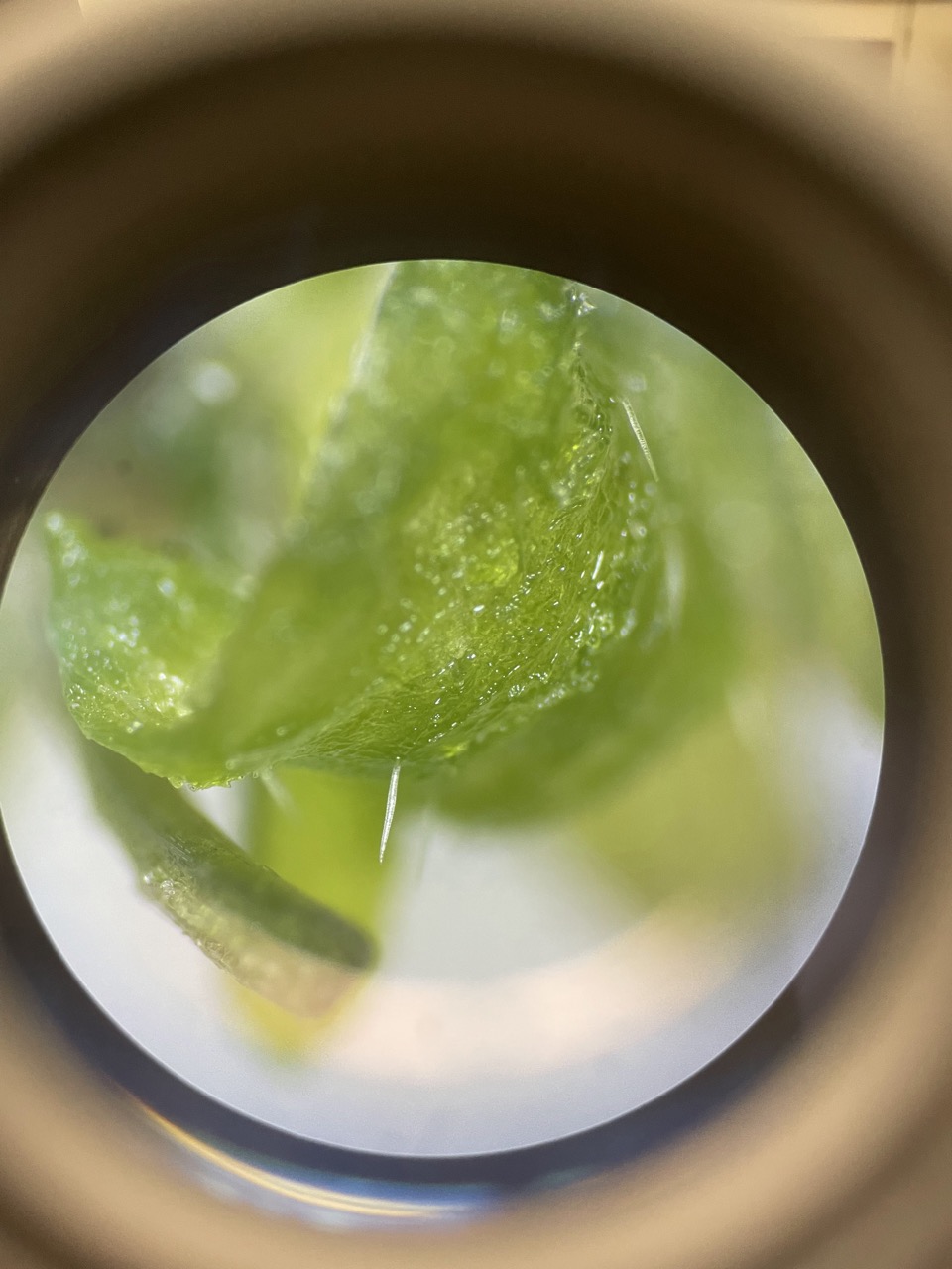 an image from a microscope of a trichome, which looks like a tiny hair on a green leaf.