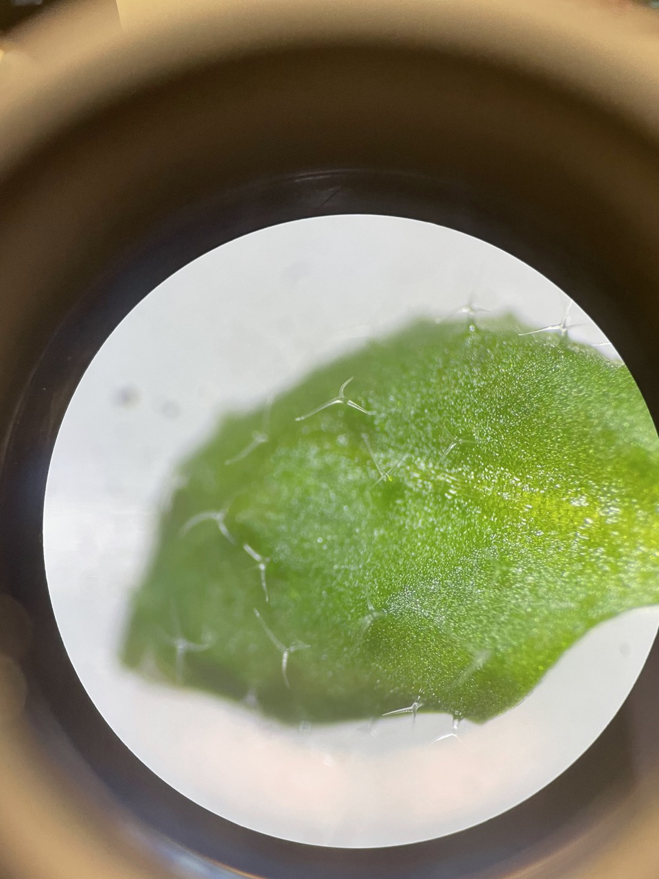 an image from a microscope of mutated trichomes, which look like tiny hairs which split into three branches.