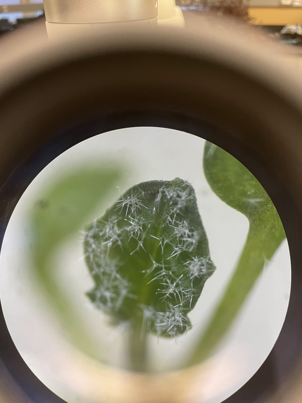 an image from a microscope of many mutated trichomes, which look like a dense collection of splitting hairs on a green leaf.